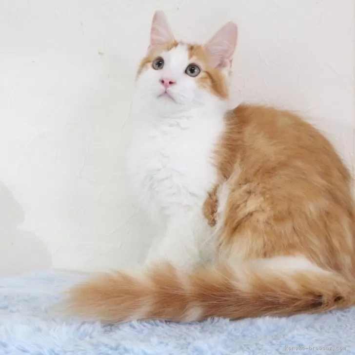ID:2401-00747の子猫