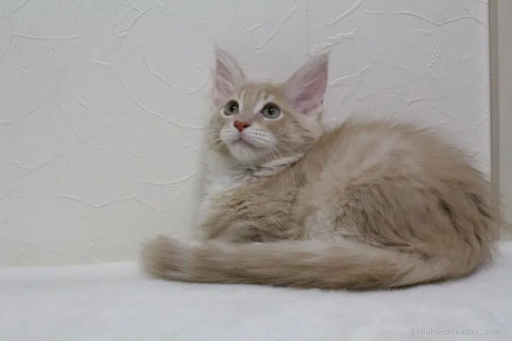 ID：2107-02526の子猫