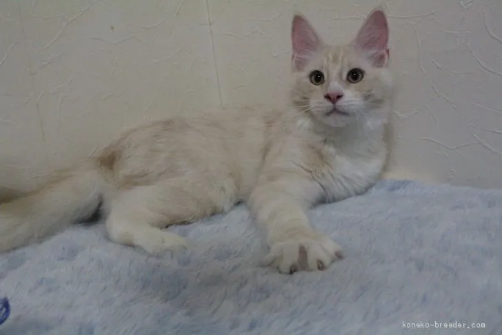ID：2009-00788の子猫