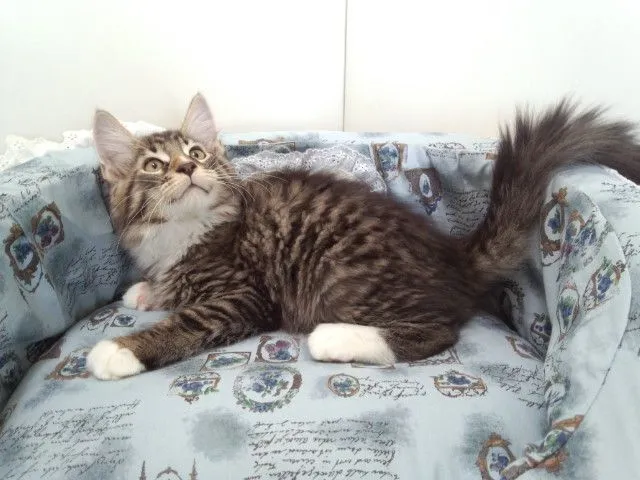 ID：1505-00068の子猫