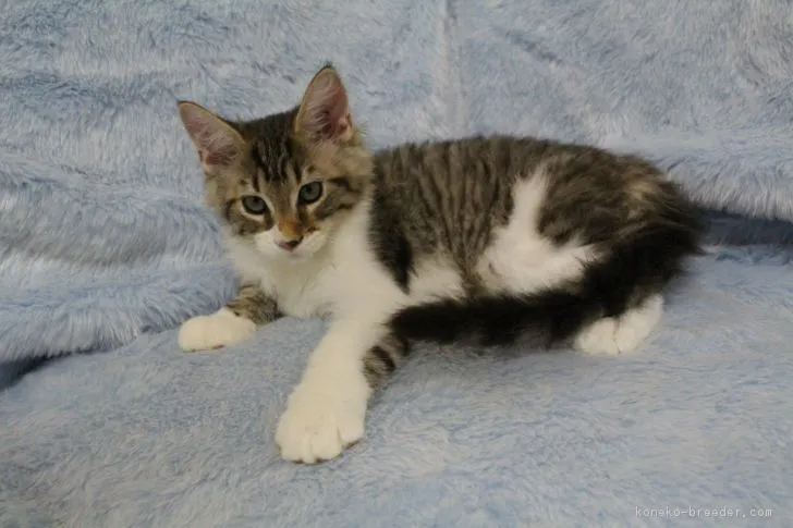 ID:1703-00811の子猫