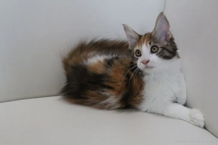 タラハシ 様のお迎えした子猫