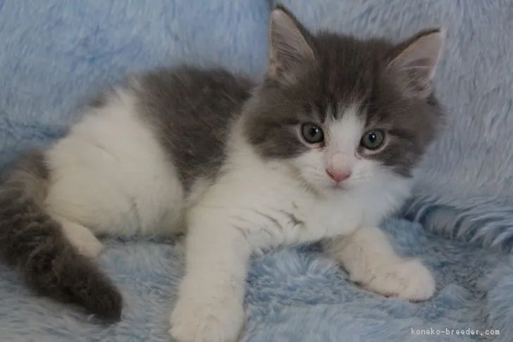 ID:1701-00766の子猫