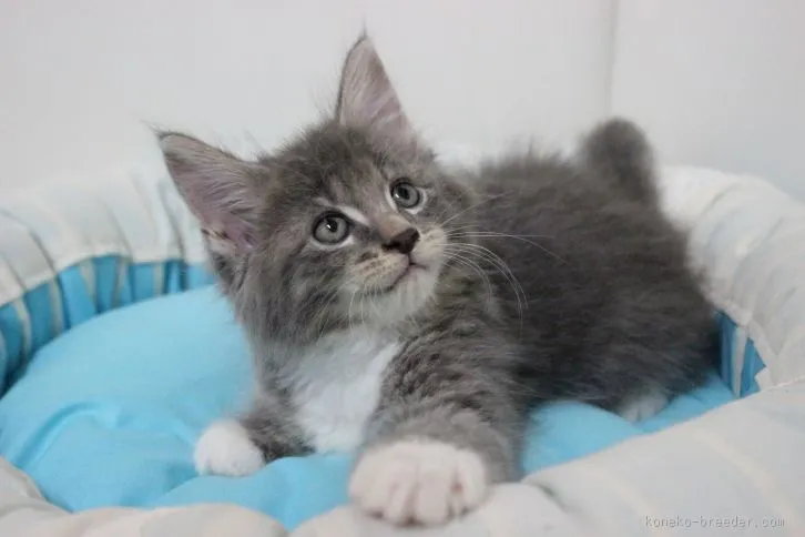 ID：1512-00051の子猫