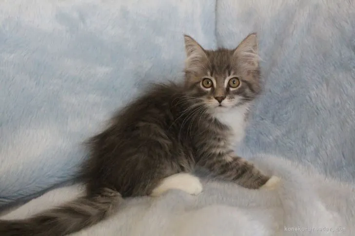 leon 様のお迎えした子猫