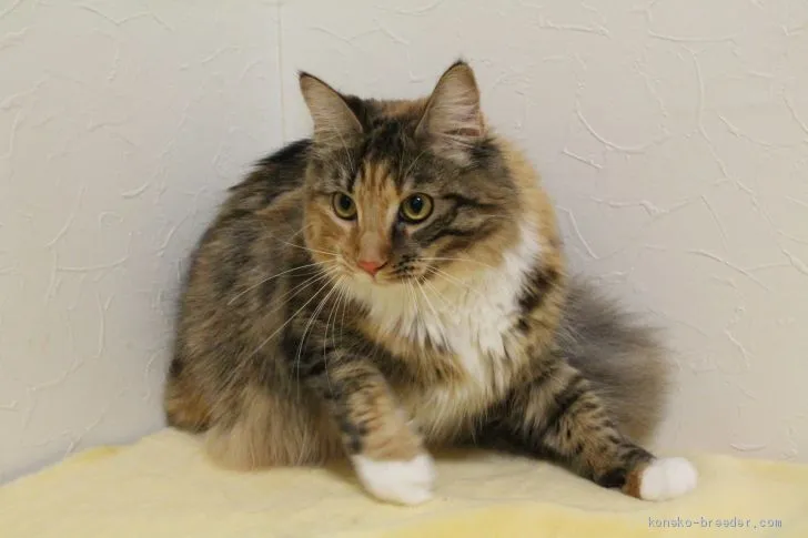 あま 様のお迎えした子猫