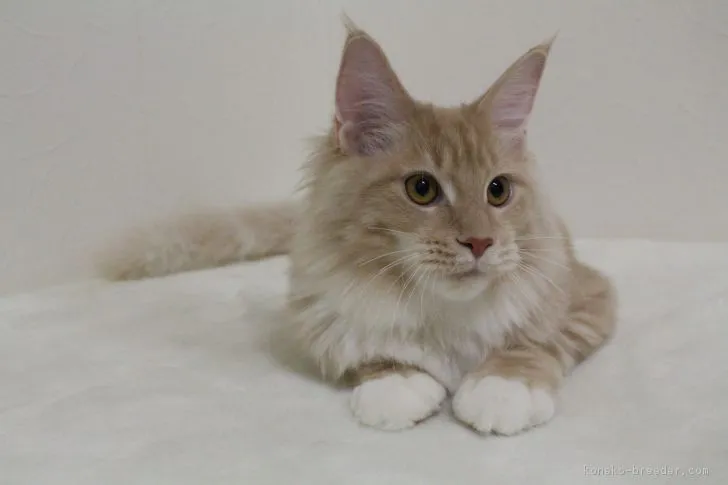 ぐーさん 様のお迎えした子猫