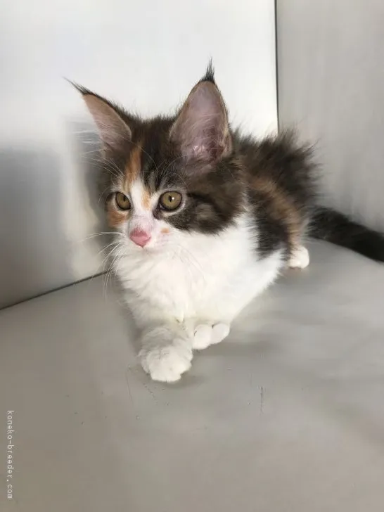 トモ 様のお迎えした子猫