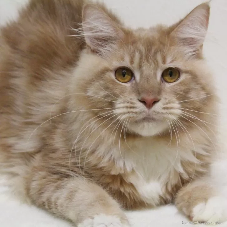 Jupiter8516 様のお迎えした子猫