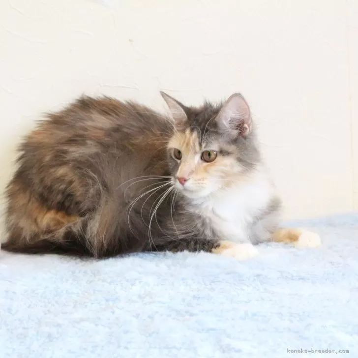 ID:2304-01053の子猫