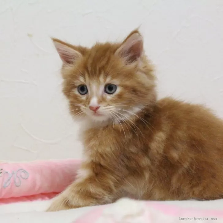 ID：2401-02526の子猫