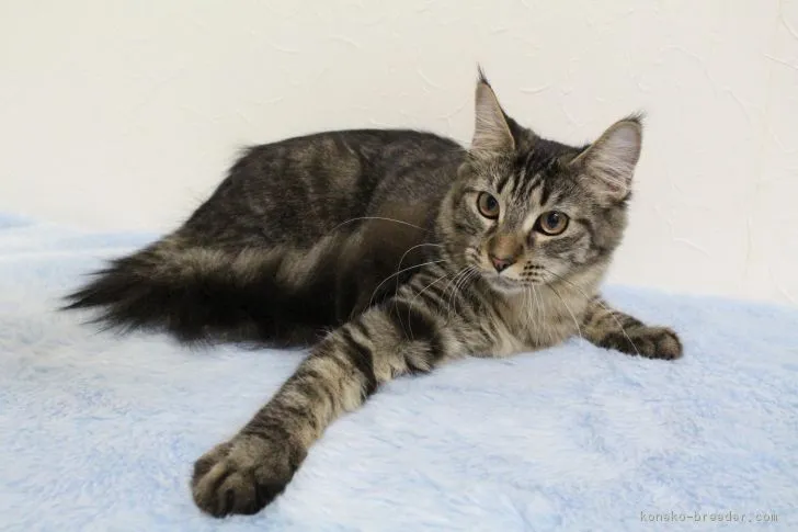 ID:1810-00396の子猫