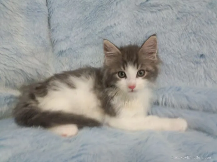 ID:1510-00574の子猫