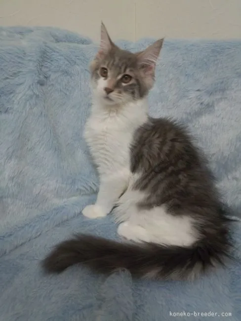 ID:1512-00272の子猫