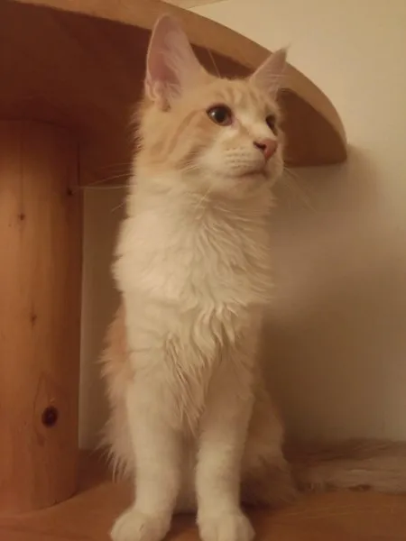 ID：1407-00223の子猫