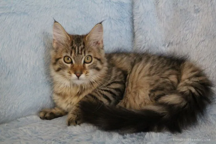 ガトちゃん 様のお迎えした子猫