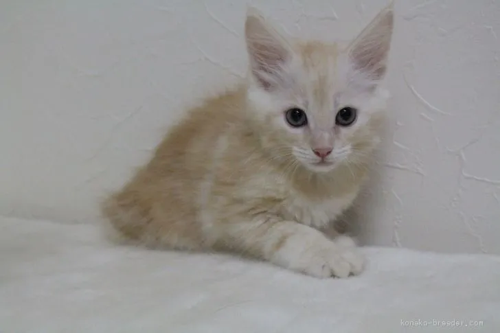 ID：2009-00789の子猫