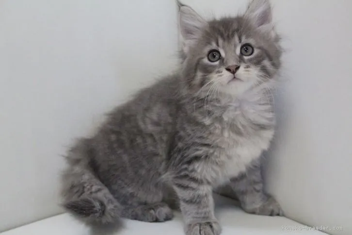 ID：1610-00626の子猫