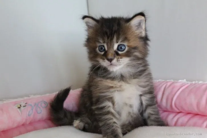 ID：1605-00066の子猫