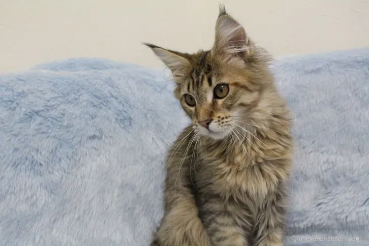 ID：1510-00580の子猫
