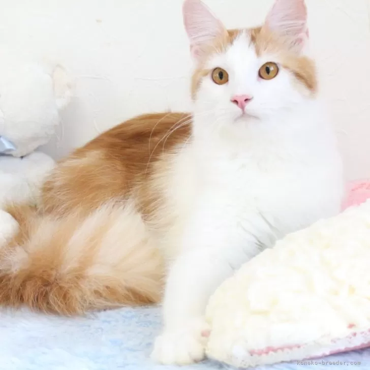 ID：2307-01972の子猫