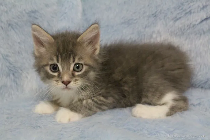 ふじ 様のお迎えした子猫