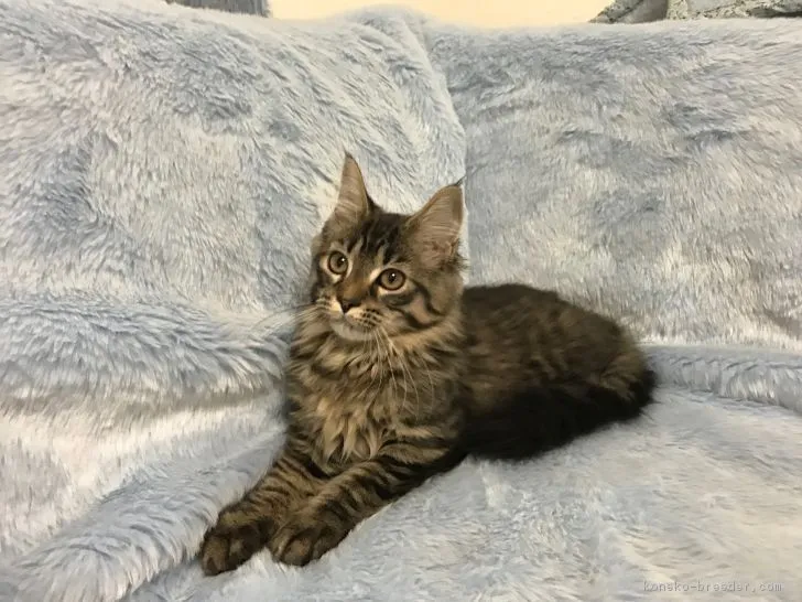 ID:1611-00080の子猫