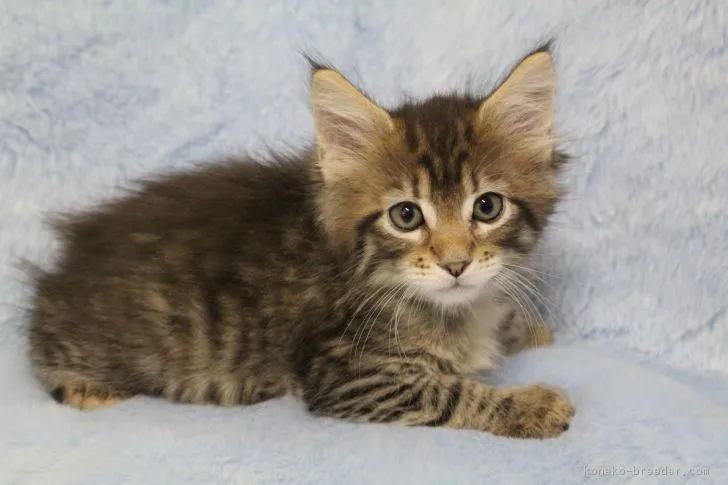 るんた 様のお迎えした子猫