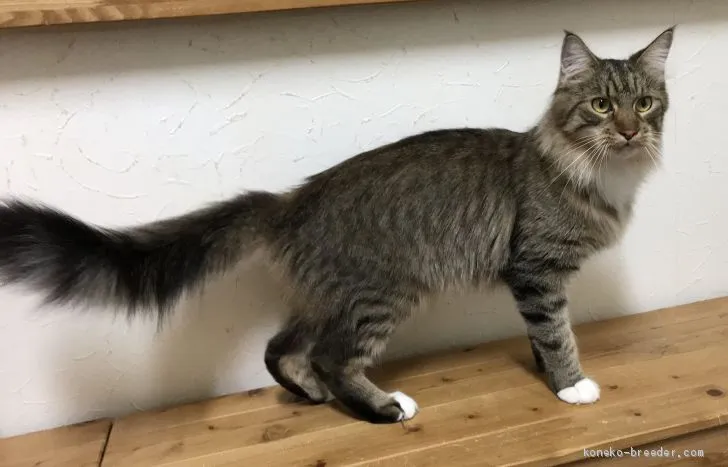 まさき 様のお迎えした子猫