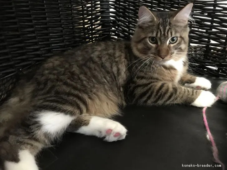 猫のクー 様のお迎えした子猫