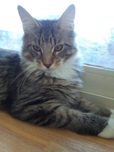 ID：1407-00215の子猫