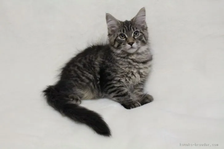 ID:1804-01729の子猫