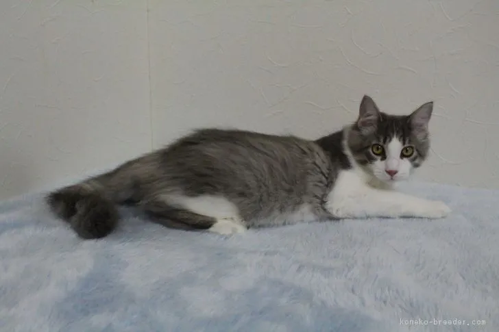 ID：1808-00627の子猫