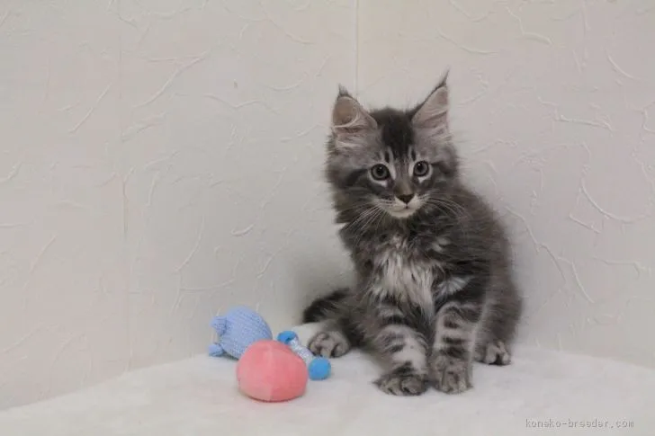 ID：2008-01794の子猫