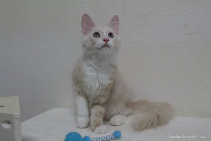 ID：2108-02028の子猫