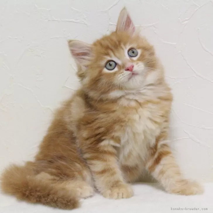 ID:2401-02531の子猫