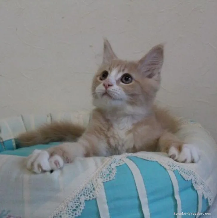 ID：2211-00123の子猫