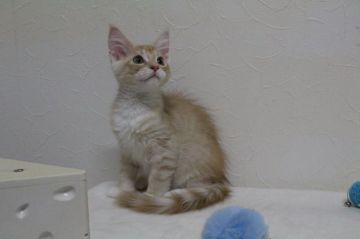 メインクーン【北海道・男の子・2021年5月27日・レッドタビー&ホワイト】の写真「可愛い男の子♪」