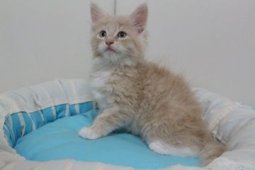 メインクーン【北海道・男の子・2016年6月30日・クリームタビー&ホワイト】の写真「性格良く温厚な子です！」