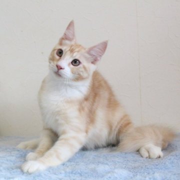 メインクーン【北海道・男の子・2023年10月2日・クリーム&ホワイト】の写真「💘愛らしいプリンス💘」