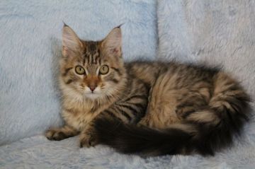 メインクーン【北海道・女の子・2016年8月27日・ブラウンタビー】の写真「明るい性格の女の子です。」