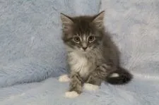 メインクーン【北海道・男の子・2017年1月15日・ブルータビー&ホワイト】の写真1「美形な子です！」