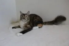 メインクーン【北海道・女の子・2018年11月4日・ブラウンパッチド&ホワイト】の写真1「素直で甘っこ！」