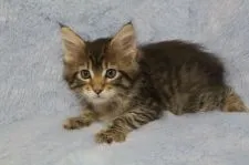 メインクーン【北海道・男の子・2017年1月21日・ブラウンタビー】の写真2「目鼻立ち可愛いです。」