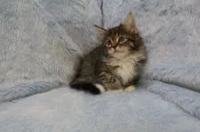 メインクーン【北海道・女の子・2017年2月11日・ブラウンタビー&ホワイト】の写真2「目元綺麗な子です。」