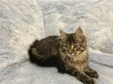 メインクーン【北海道・女の子・2016年9月13日・ブラウンタビー】の写真3「毛並み綺麗な子です。」