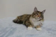 メインクーン【北海道・女の子・2018年6月18日・ブラウンパッチドタビー&ホワイト】の写真3「超　甘っ子。」