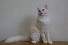 メインクーン【・女の子・2021年10月29日・クリームスモーク&ホワイト】「大きな素敵な女の子」