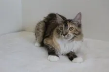 メインクーン【北海道・女の子・2018年11月4日・ブラウンパッチド&ホワイト】の写真3「自分から甘える子です♪」