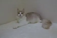 メインクーン【北海道・男の子・2018年4月8日・クリームタビー&ホワイト】の写真4「愛情豊かな子に成長しました。」